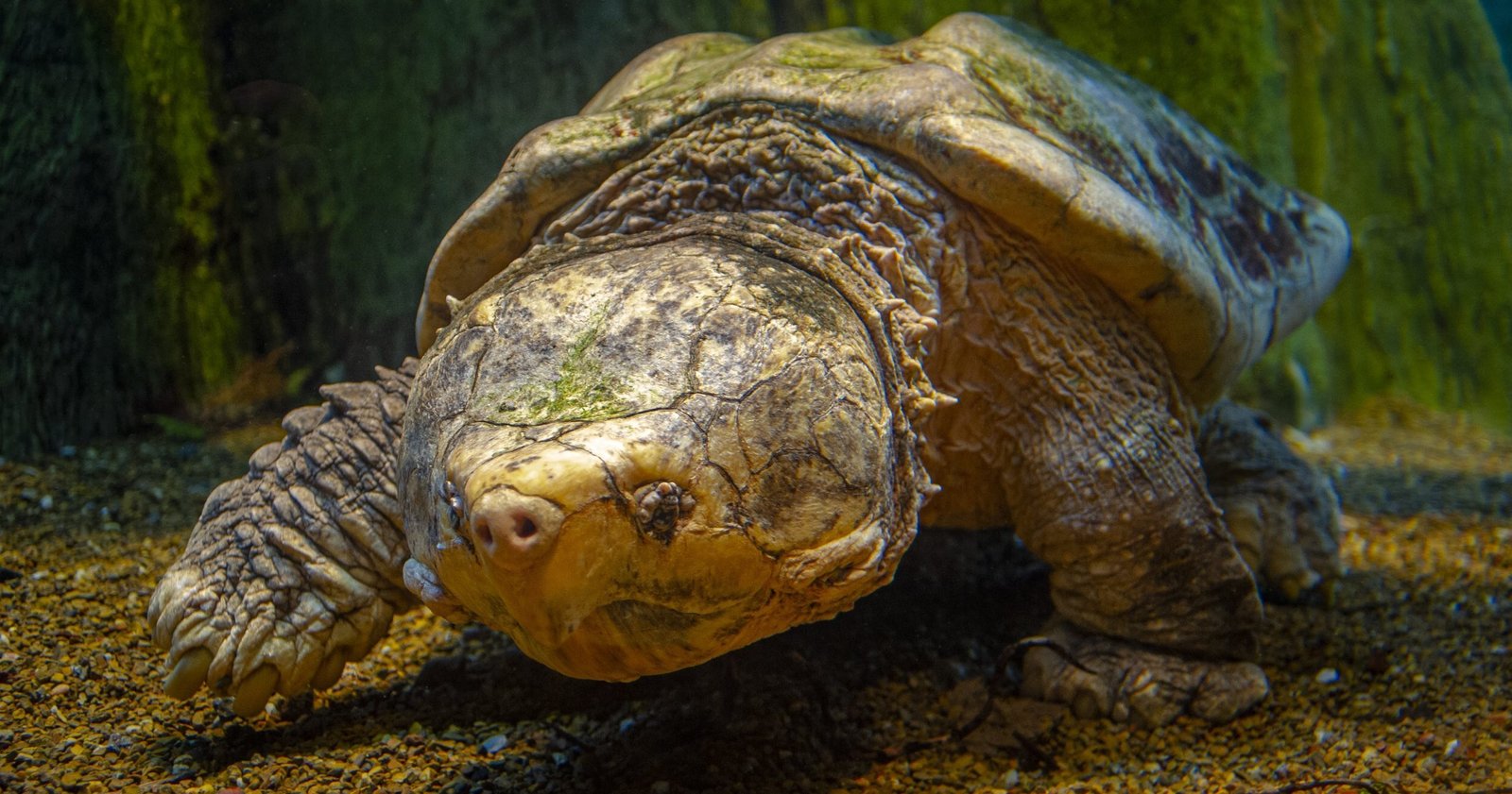 6 cool reasons why the alligator snapping turtle rocks