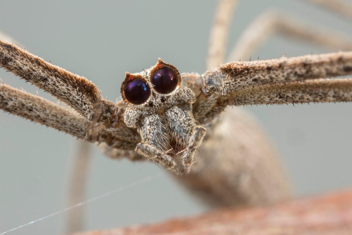 8 awesome reasons why the ogre-faced spider rocks